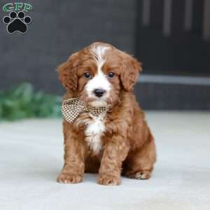 Kobe, Cavapoo Puppy